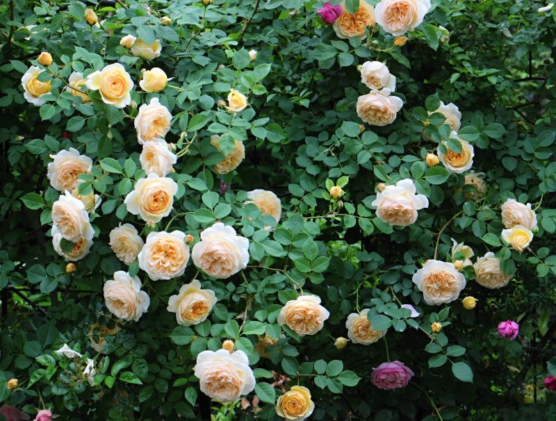 ティージングジョージア バラと可愛い花たち 楽天ブログ