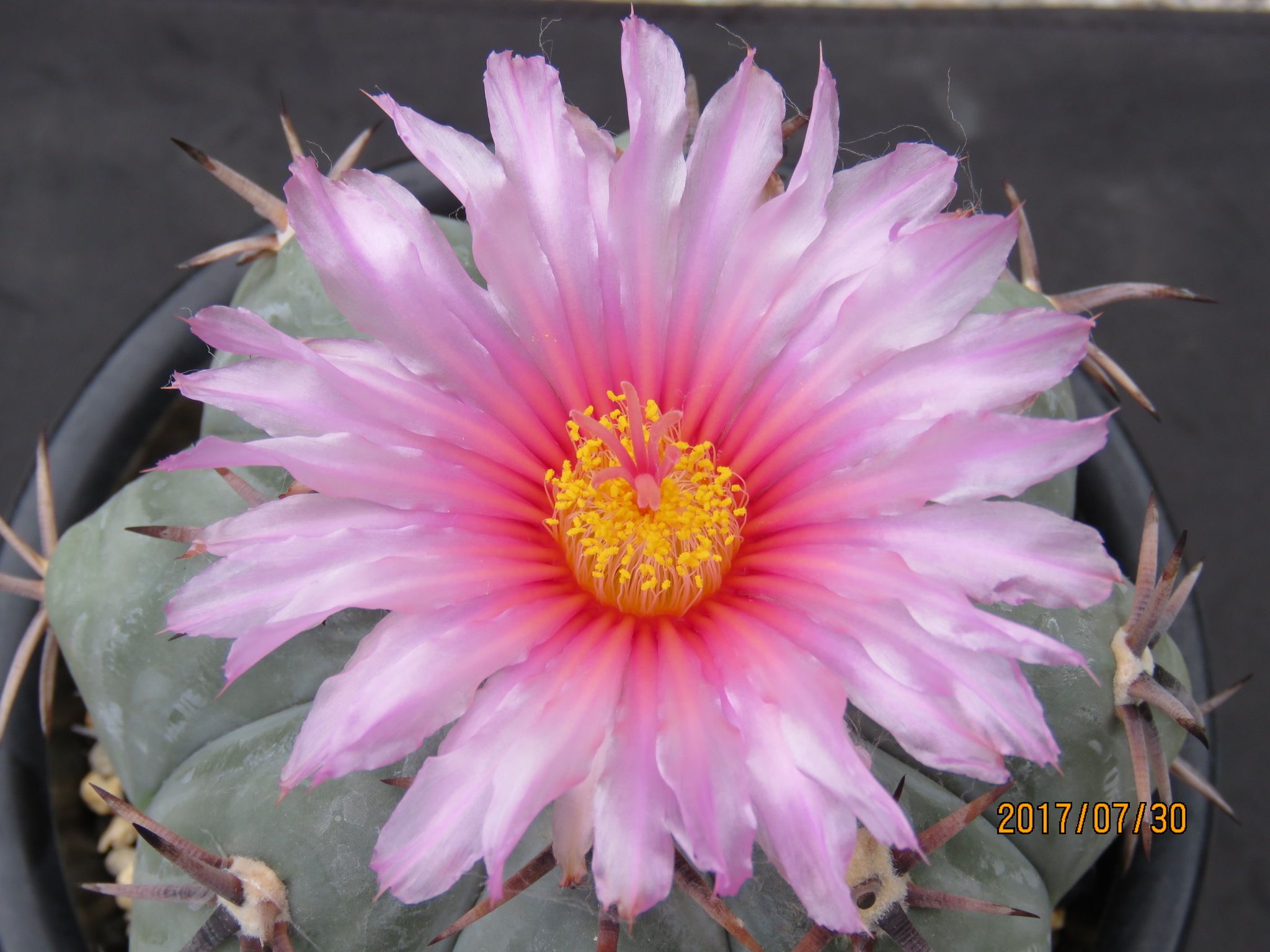 エキノカクタス　太平丸 サボテン：エキノカクタス 太平丸 実生*幅16cm 現品！一品限り : 遊恵