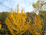 IMG_3196.JPG
