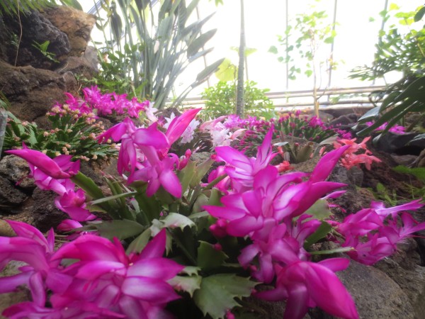 シャボテン公園