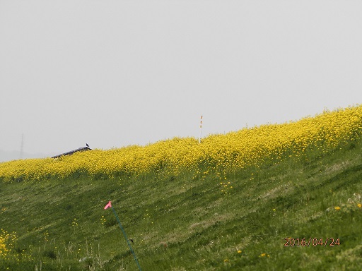P4240083.jpg