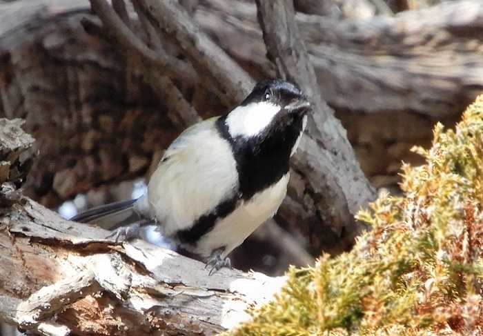 シジュウカラ4