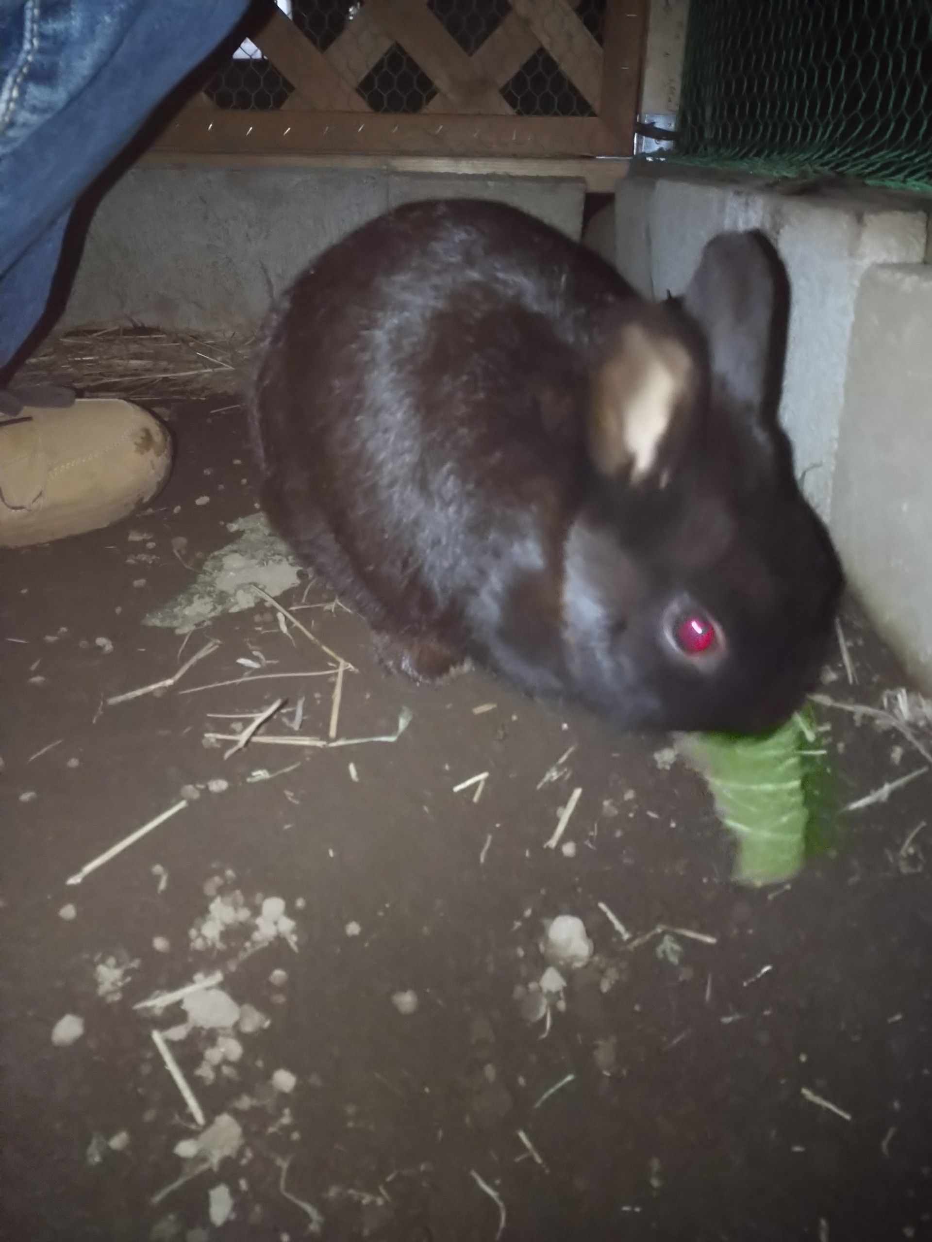 暗いと赤目 | うさぎの屋外飼育〜ペット達と時々日記〜 - 楽天ブログ