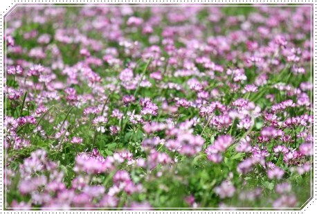 能美市石子町-2 レンゲソウ-1 13.5.18