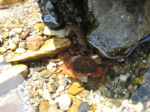 ３０匹は採れた！