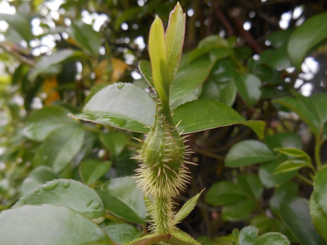DSCN1524.JPG