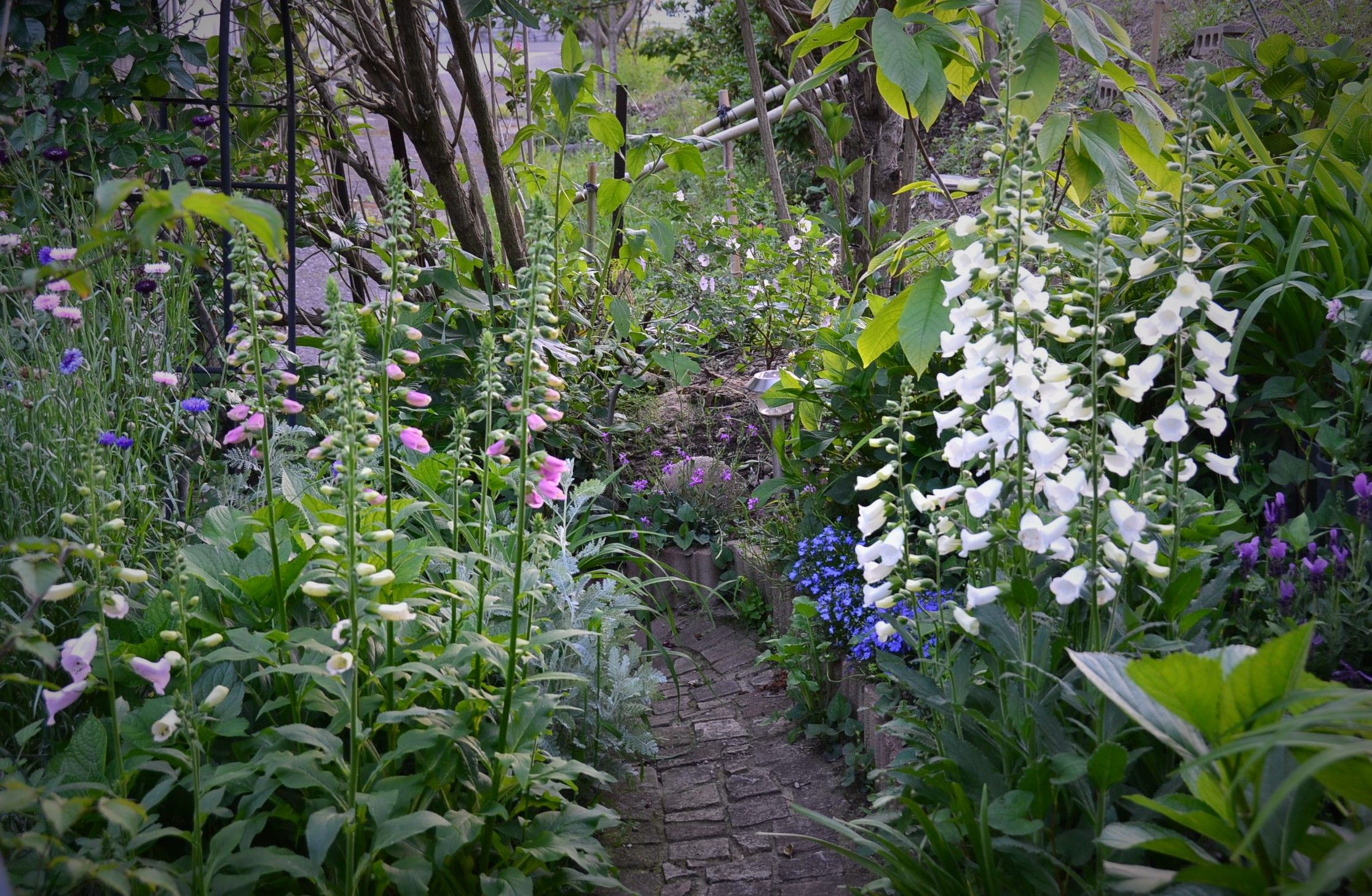 春から夏の庭へ ようこそブルーガーデンへ 楽天ブログ