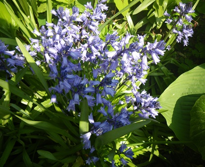 名無しの花