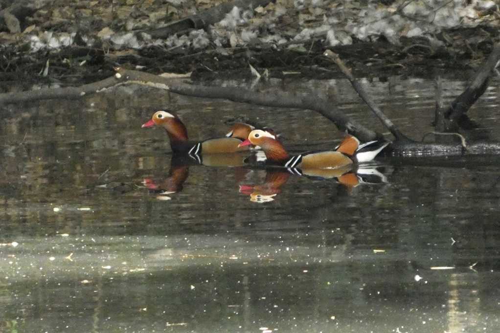 515