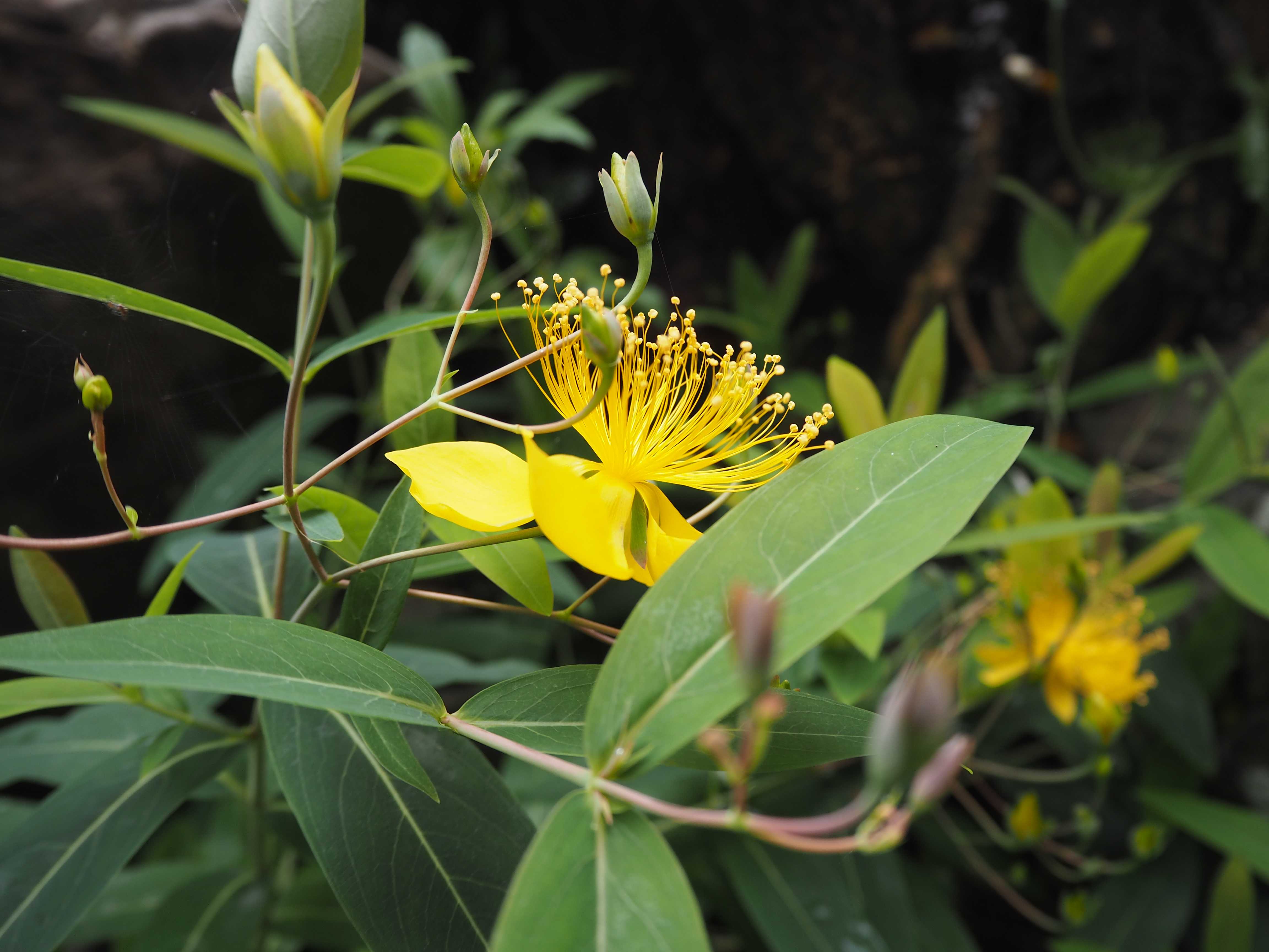 オトギリソウ属3兄弟と庭の花 みせす まあさのブログ 楽天ブログ オトギリソウ属3兄弟と庭の花 みせす まあさのブログ 楽天ブログ