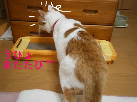 maruko