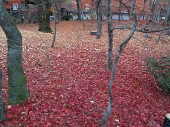 紅葉３.JPG
