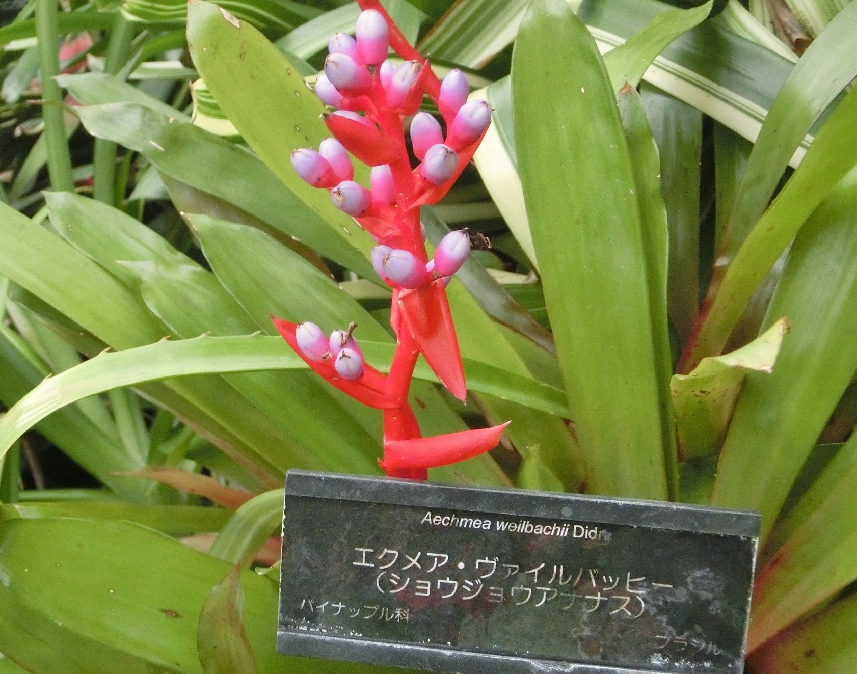 咲くやこの花館にて ウナヅキヒメフヨウ他 だい のひとりごと 楽天ブログ