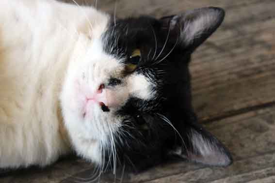 我が家のニャンコ♪2013/10/9-3