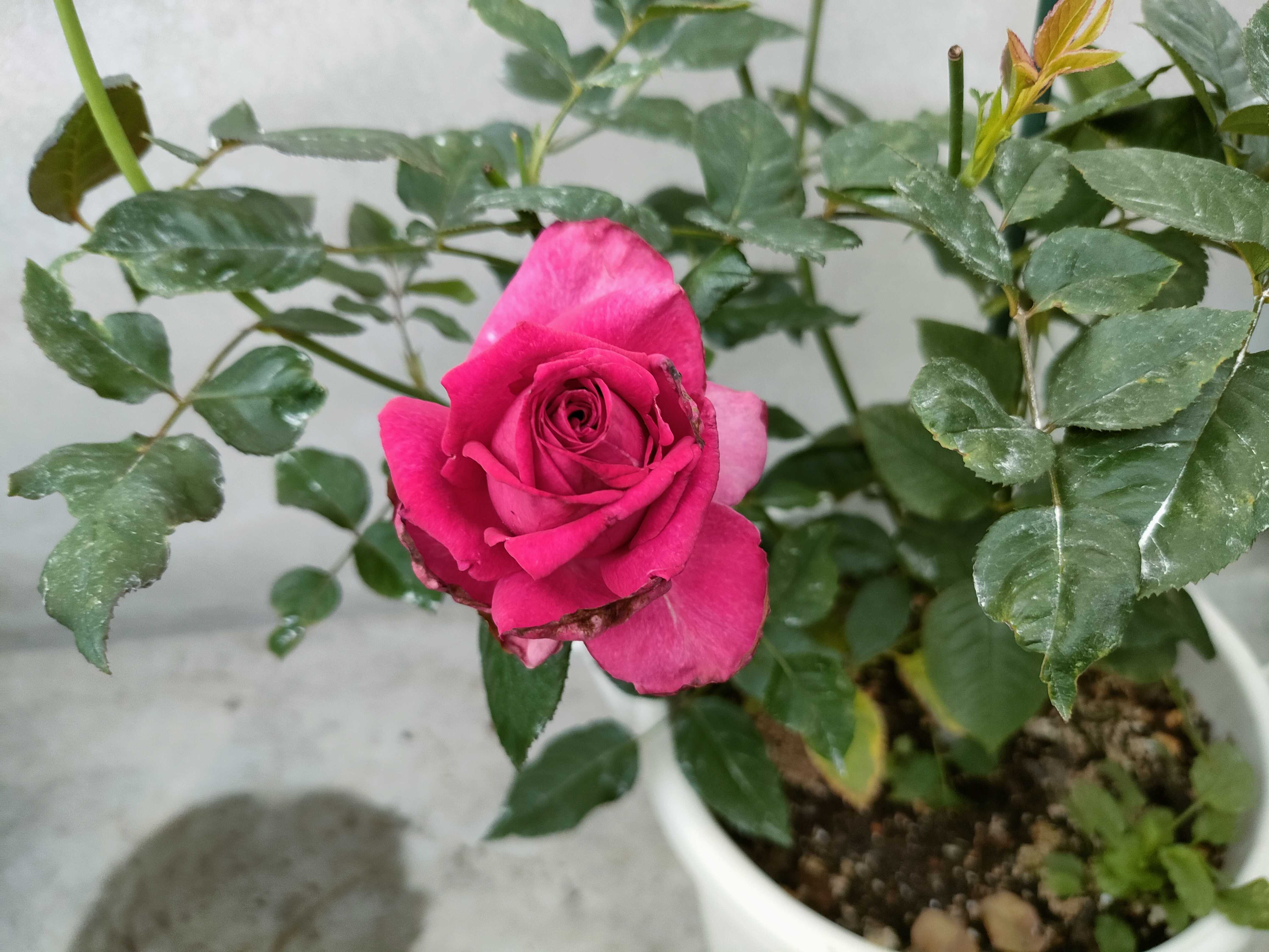 トゲがほぼ無いバラ アロマアークが咲きました♫ カヲスなヲタク冒険記 楽天ブログ