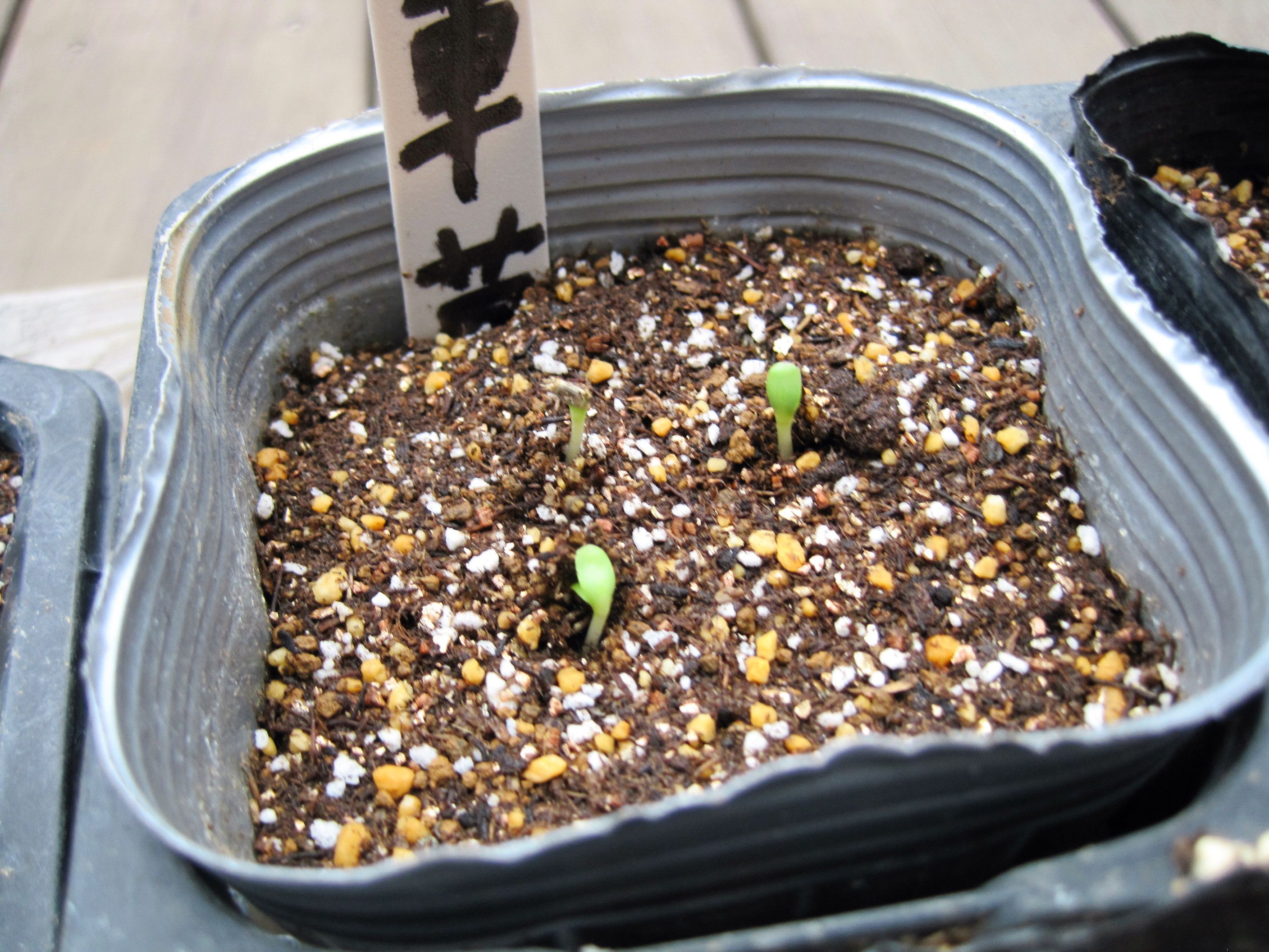 ぶどうの収穫 そして いろいろな実とフィレオフィラ 矢車草発芽 たねをまく日々 楽天ブログ ぶどうの収穫 そして いろいろな実とフィレオフィラ 矢車草発芽 たねをまく日々 楽天ブログ