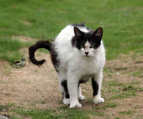 我が家のニャンコ♪2013/7/23-3