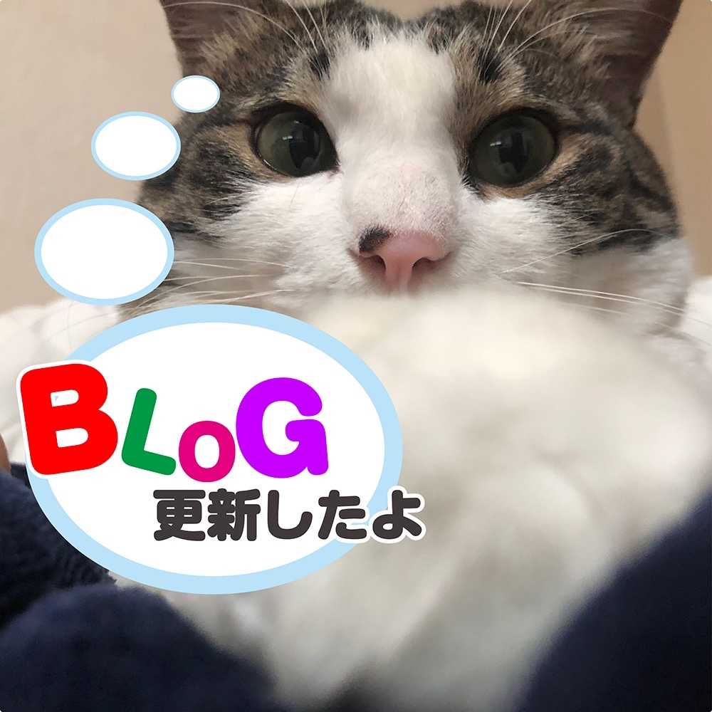 猫を好きになったら猫グッズも好きになった えりぴっぴ のブログ 楽天ブログ
