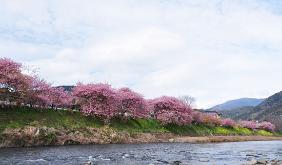 桜４