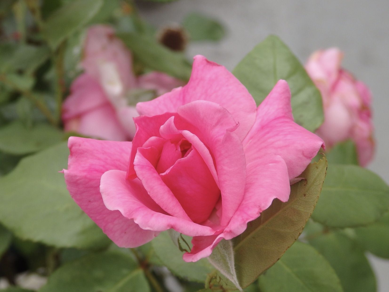 ベランダのバラたち Quatre Saisons ベランダとお庭の四季 楽天ブログ