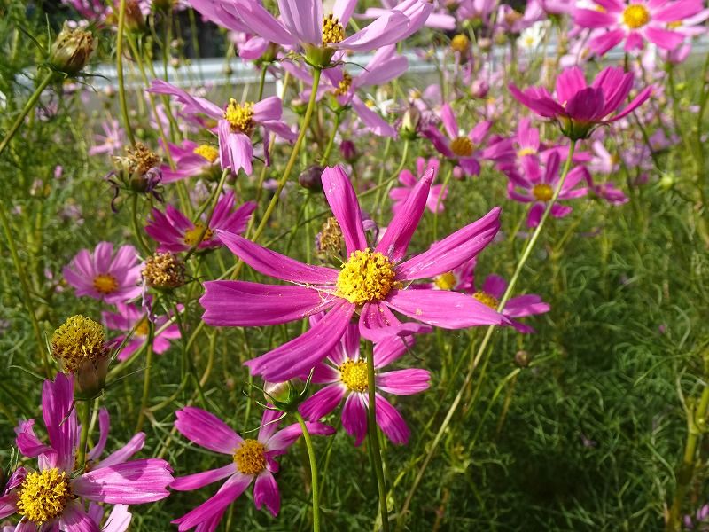 9月29日 9月の花 その５ Gazengamaのブログ 散歩中に出合った花と趣味の陶芸作品 楽天ブログ