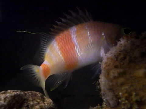 Plectranthias kelloggi azumanus7　アズマハナダイ