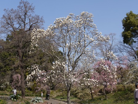 ハクモクレン２