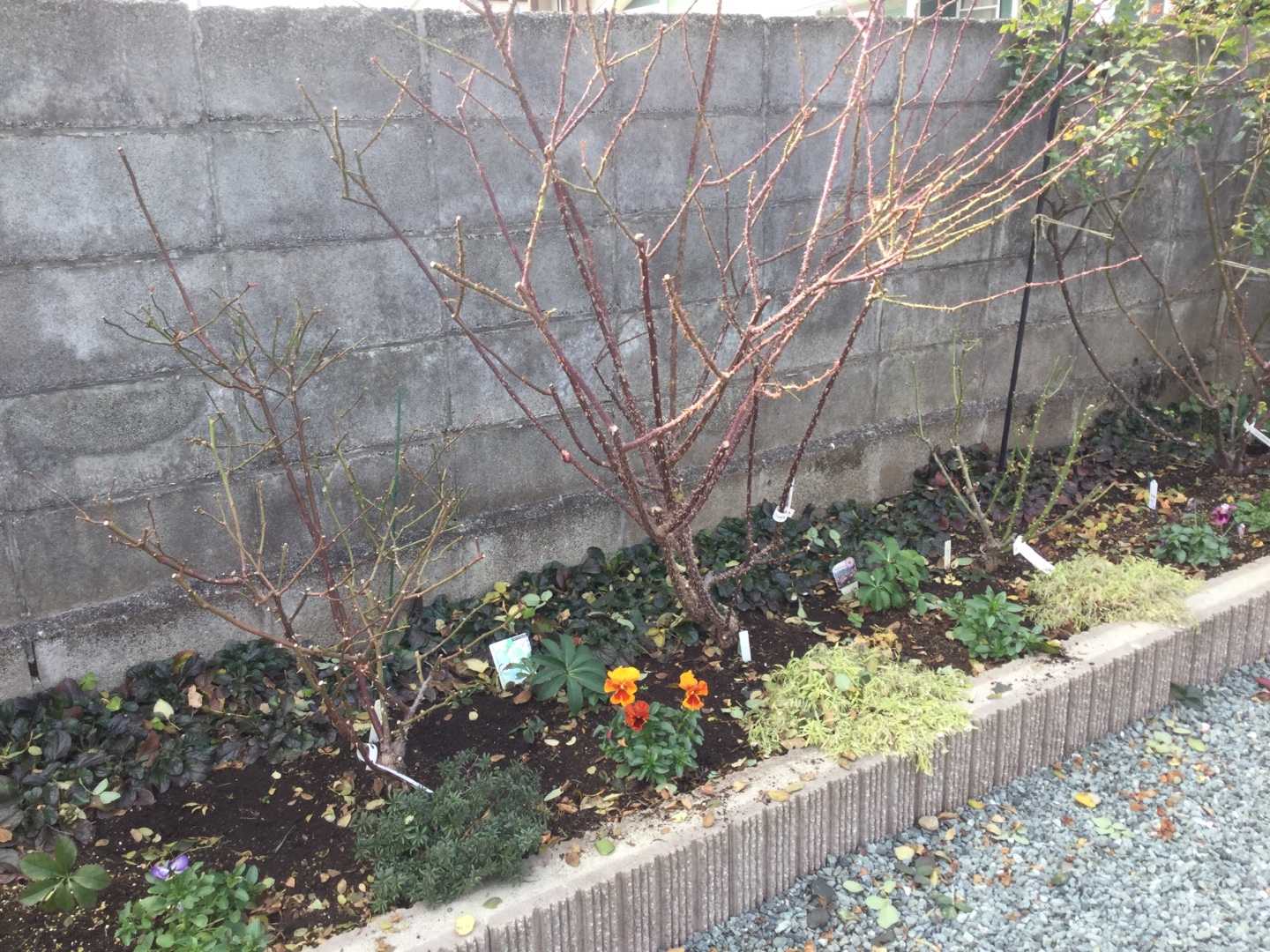 木立バラの葉っぱむしり50本 ミニバラ ミク ばらと猫とフラメンコ 楽天ブログ 木立バラの葉っぱむしり50本 ミニバラ ミク ばらと猫とフラメンコ 楽天ブログ