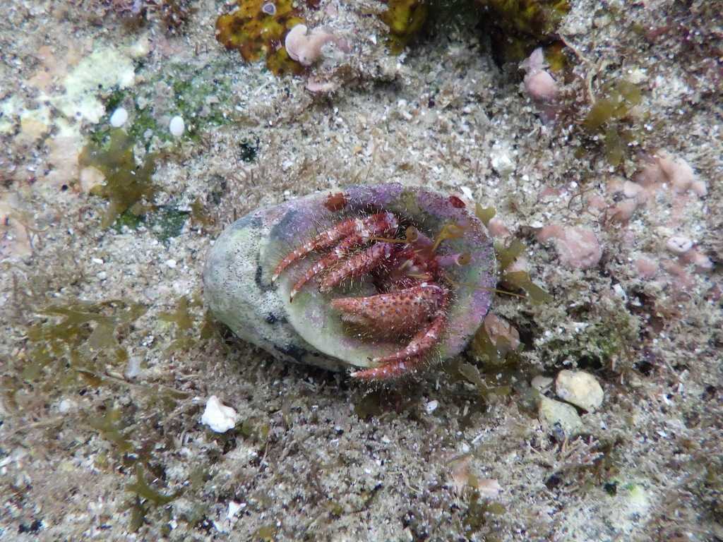 串本磯採集2023年6月上旬40　イシダタミヤドカリ（Dardanus crassimanus）