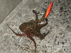 9月12日 タコ２匹目