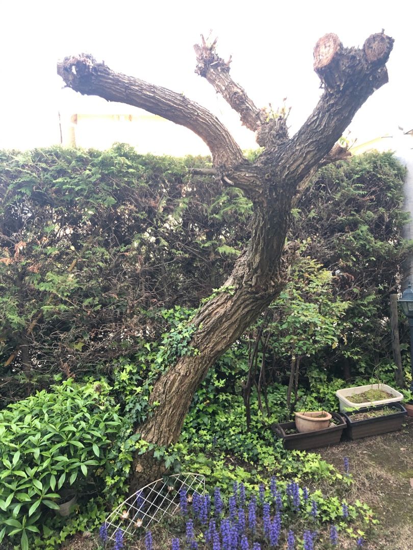 新着記事一覧 Enjoys My Small Garden And Do It Yourself 楽天ブログ