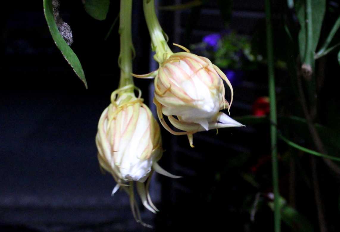 月下美人が今年３度目の開花 A かにゃかにゃガーデン 楽天ブログ