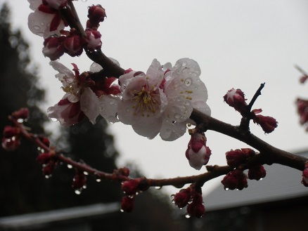 20130424梅.jpg