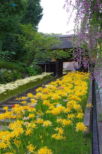 西方寺の彼岸花