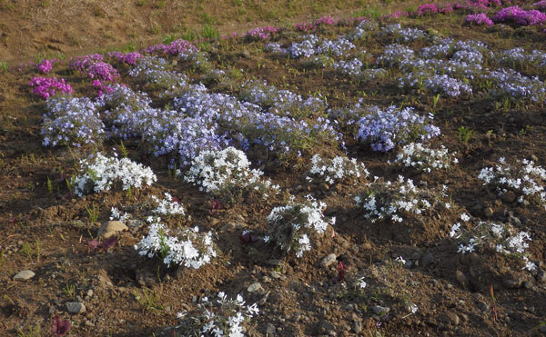 通勤路の花2.jpg
