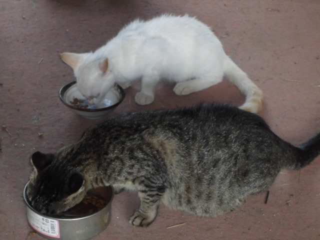 CIMG0388.JPG