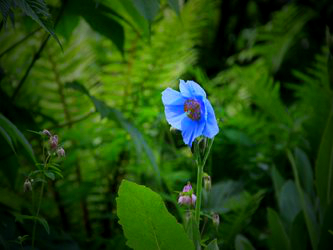 Meconopsis
