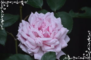 2012年6月 018.jpg