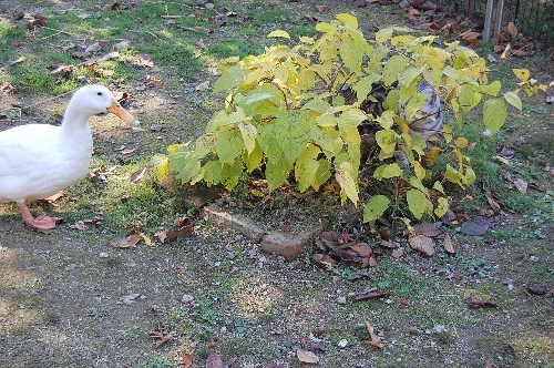 DSC_0126.JPG