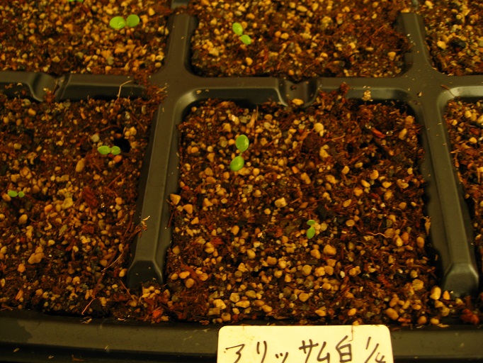 20121025　アリッサム　芽吹き