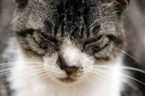 我が家のニャンコ♪2013/7/22-3