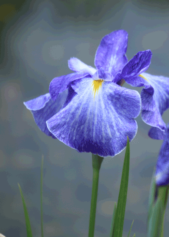 菖蒲4