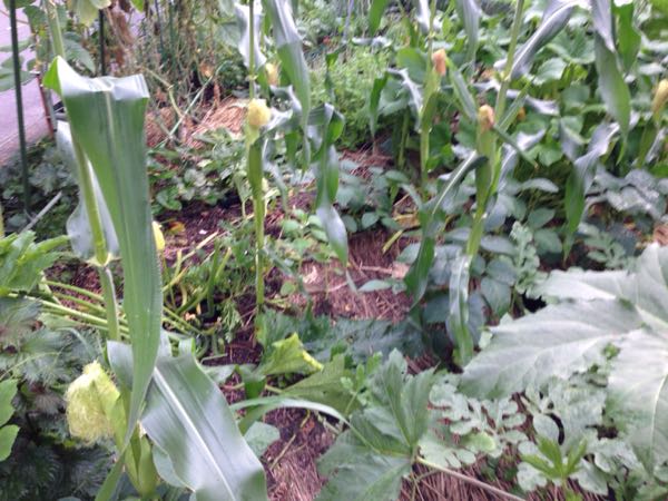 rblog-20160710225027-04.jpg