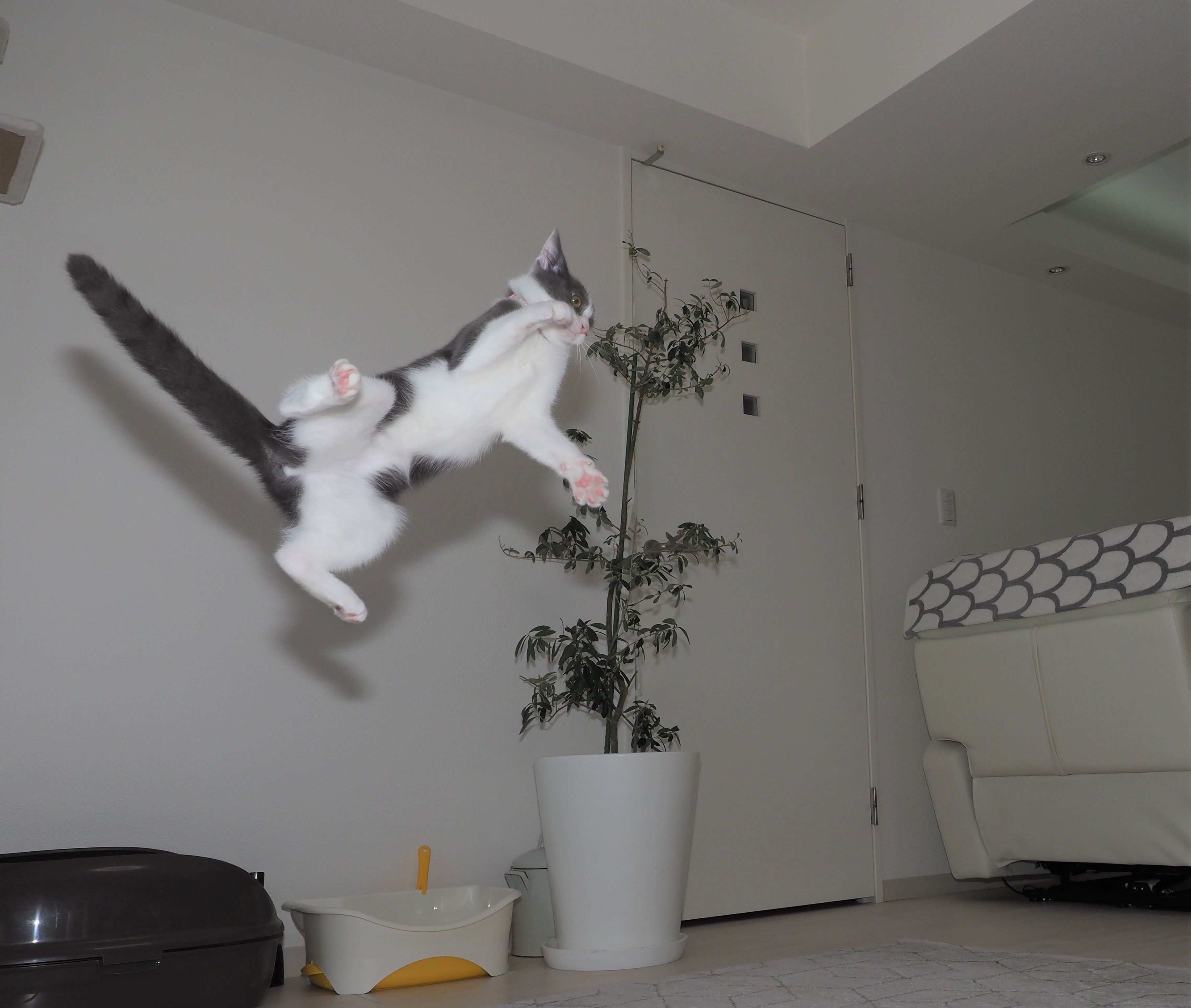 小さなセナ 今週は手術 ねこと一緒のおだやか生活 楽天ブログ