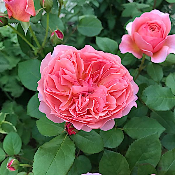 rblog-20180530194736-02.jpg