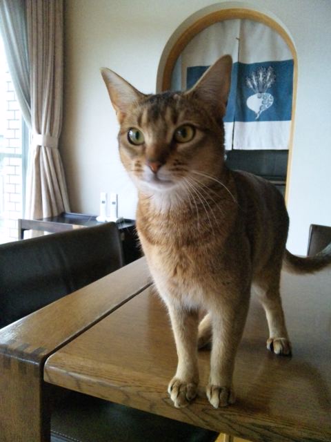 本日のロマネちゃん