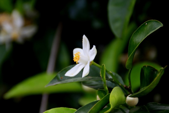 ナツミカンの花.JPG