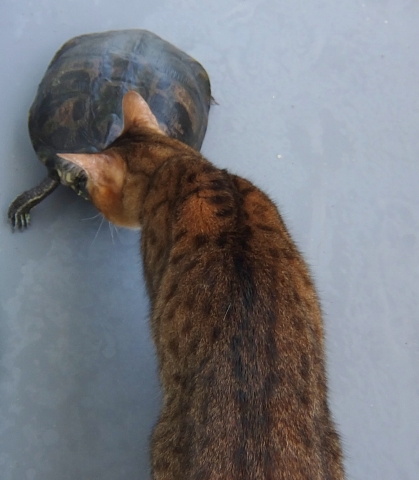 ベランダ菜園 トマト 猫 カメ ミドリガメ