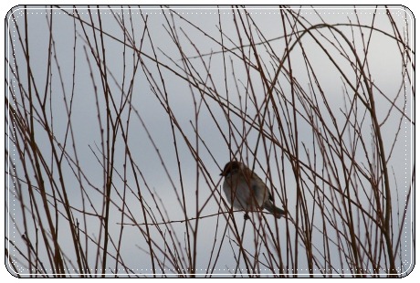 邑知潟-14 スズメ-1 13.1.5