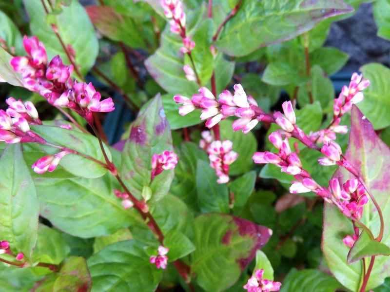 1月5日 1月の花 その１ Gazengamaのブログ 散歩中に出合った花と趣味の陶芸作品 楽天ブログ